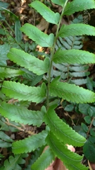 Microlepia marginata bipinnata