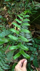 Microlepia marginata bipinnata