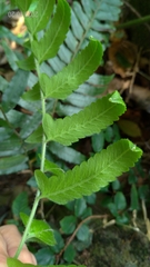 Microlepia marginata bipinnata
