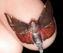 Hypsopygia pelasgalis