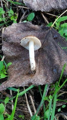 Inocybe praetervisa