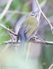 Saltator albicollis