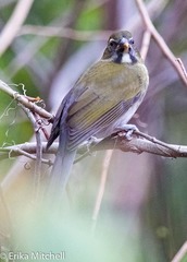 Saltator albicollis