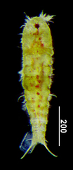 Nannopus palustris