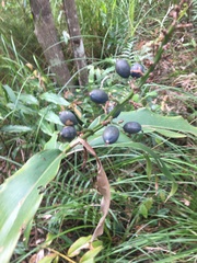 Alpinia caerulea