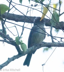 Contopus latirostris