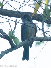 Contopus latirostris