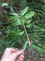 Alpinia caerulea