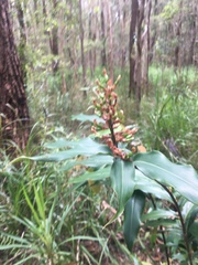 Alpinia caerulea