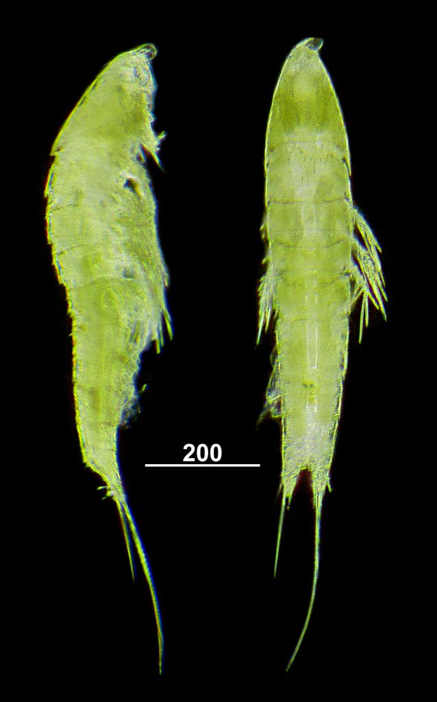 Halectinosoma