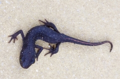 Triturus ivanbureschi