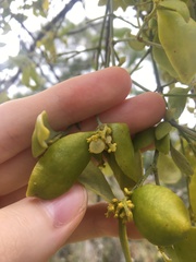 Notothixos subaureus