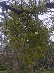 Notothixos subaureus