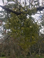 Notothixos subaureus