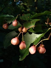 Euonymus grandiflorus