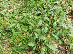 Solanum prinophyllum