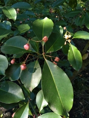 Euonymus grandiflorus