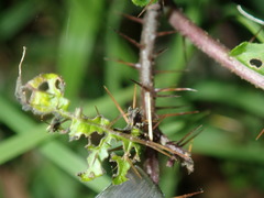 Solanum prinophyllum