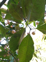 Euonymus grandiflorus