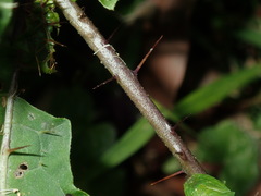 Solanum prinophyllum