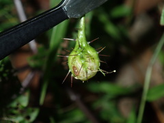 Solanum prinophyllum
