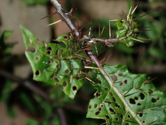 Solanum prinophyllum