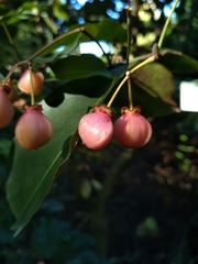 Euonymus grandiflorus