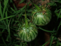 Solanum prinophyllum