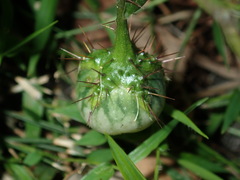 Solanum prinophyllum