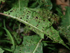 Solanum prinophyllum