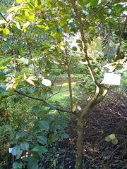 Euonymus grandiflorus