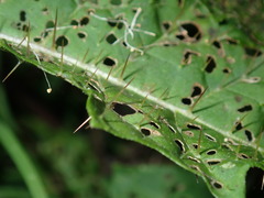 Solanum prinophyllum