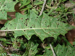 Solanum prinophyllum
