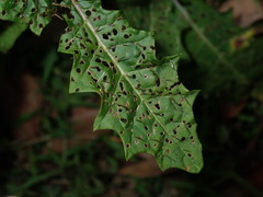 Solanum prinophyllum