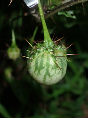 Solanum prinophyllum