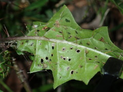 Solanum prinophyllum