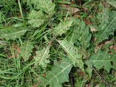 Solanum prinophyllum