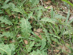 Solanum prinophyllum