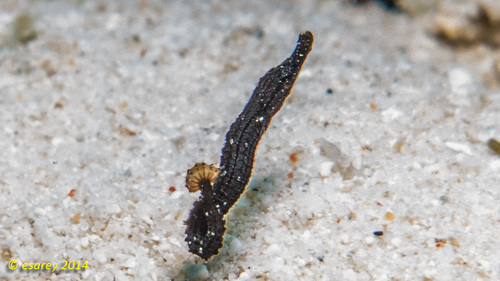 Choeroichthys sculptus · iNaturalist Mexico