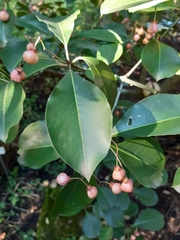 Euonymus grandiflorus