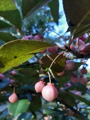 Euonymus grandiflorus