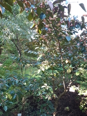 Euonymus grandiflorus