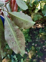 Euonymus grandiflorus