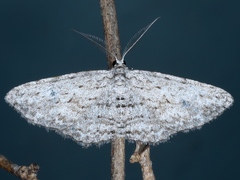 Phelotis cognata