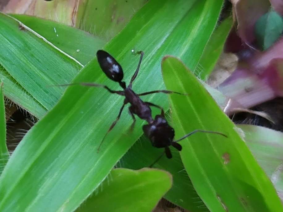 Odontomachus simillimus