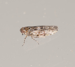 Plectoderini