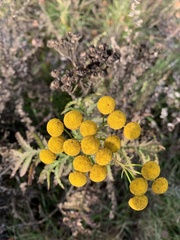 Tanacetum vulgare