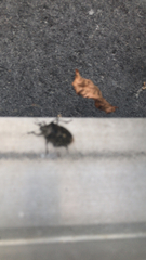 Rhaphigaster nebulosa