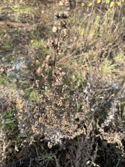 Artemisia vulgaris