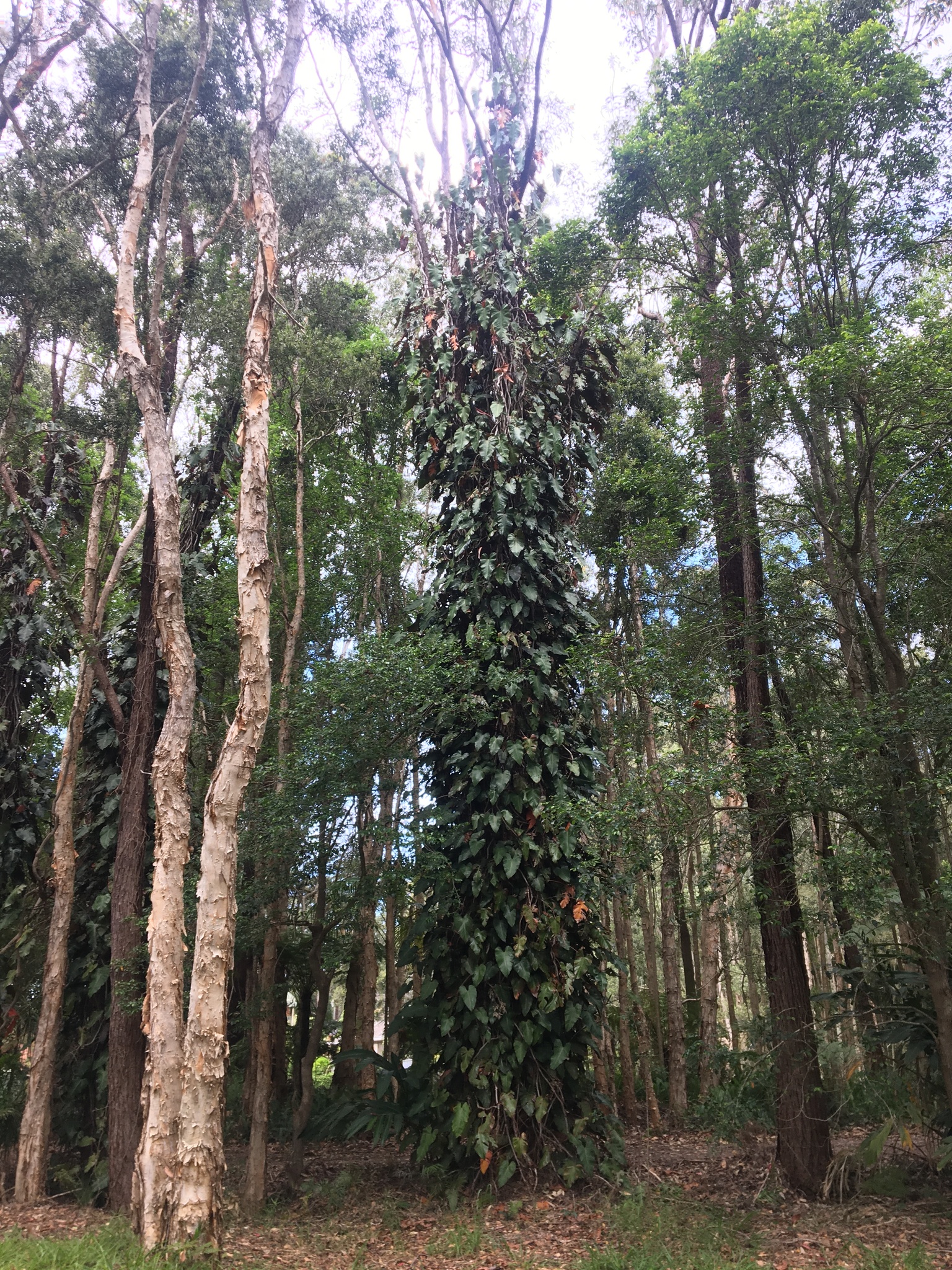 Philodendron erubescens